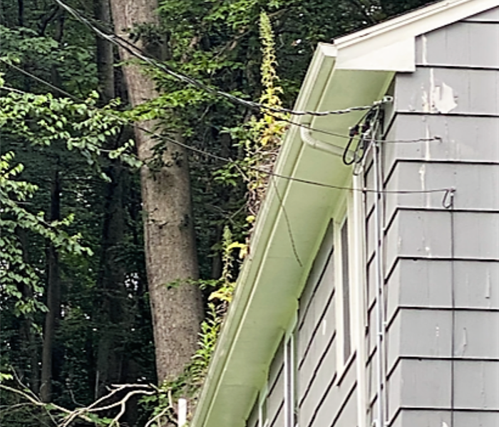 leaves and plants growing out of a gutter