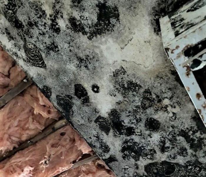 ceiling covered with black mold