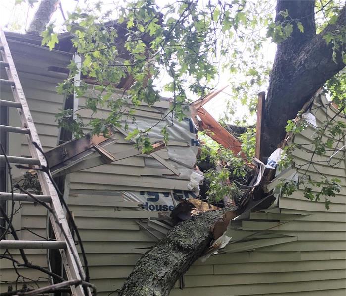 tree that has fallen through the side of a house